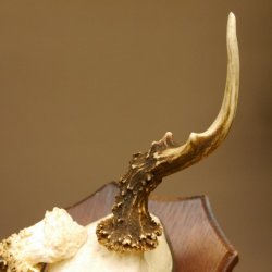 Rehgeweih abnormer Rehbock Reh Geweih Bock Gehörn Trophäenschild 607.154