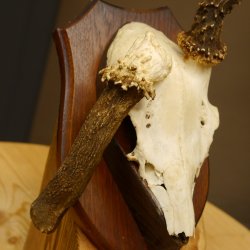 Rehgeweih abnormer Rehbock Reh Geweih Bock Gehörn Trophäenschild 607.154