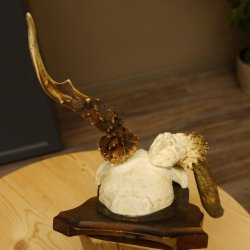 Rehgeweih abnormer Rehbock Reh Geweih Bock Gehörn Trophäenschild 607.154