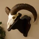 Mufflon (Ovis gmelini musimon) Widder Geweih...