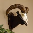 Mufflon (Ovis gmelini musimon) Widder Geweih...