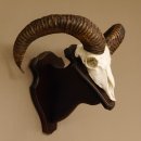 Mufflon (Ovis gmelini musimon) Widder Geweih Schädeltrophäe Hornlänge 55 cm auf Trophäenschild 82.1.123