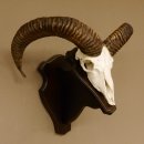 Mufflon (Ovis gmelini musimon) Widder Geweih Schädeltrophäe Hornlänge 55 cm auf Trophäenschild 82.1.123