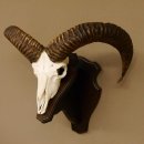 Mufflon (Ovis gmelini musimon) Widder Geweih Schädeltrophäe Hornlänge 55 cm auf Trophäenschild 82.1.123