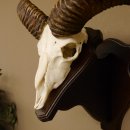 Mufflon (Ovis gmelini musimon) Widder Geweih Schädeltrophäe Hornlänge 55 cm auf Trophäenschild 82.1.123