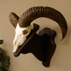 Mufflon (Ovis gmelini musimon) Widder Geweih Schädeltrophäe Hornlänge 55 cm auf Trophäenschild 82.1.123