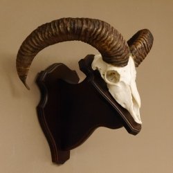 Mufflon (Ovis gmelini musimon) Widder Geweih Schädeltrophäe Hornlänge 55 cm auf Trophäenschild 82.1.123