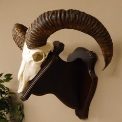 Mufflon (Ovis gmelini musimon) Widder Geweih Schädeltrophäe Hornlänge 55 cm auf Trophäenschild 82.1.123