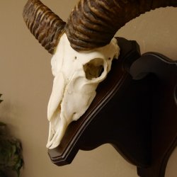 Mufflon (Ovis gmelini musimon) Widder Geweih Schädeltrophäe Hornlänge 55 cm auf Trophäenschild 82.1.123
