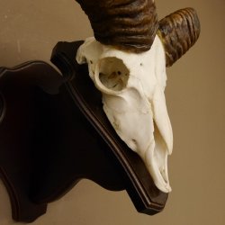 Mufflon (Ovis gmelini musimon) Widder Geweih Schädeltrophäe Hornlänge 55 cm auf Trophäenschild 82.1.123
