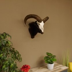 Mufflon (Ovis gmelini musimon) Widder Geweih Schädeltrophäe Hornlänge 55 cm auf Trophäenschild 82.1.123