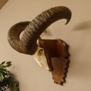 Mufflon (Ovis gmelini musimon) Widder Geweih...