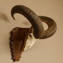 Mufflon (Ovis gmelini musimon) Widder Geweih...