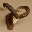 Mufflon (Ovis gmelini musimon) Widder Geweih Schädeltrophäe Hornlänge 59 cm auf Trophäenschild 82.1.124