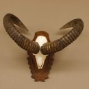 Mufflon (Ovis gmelini musimon) Widder Geweih Schädeltrophäe Hornlänge 59 cm auf Trophäenschild 82.1.124