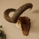 Mufflon (Ovis gmelini musimon) Widder Geweih Schädeltrophäe Hornlänge 59 cm auf Trophäenschild 82.1.124