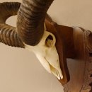 Mufflon (Ovis gmelini musimon) Widder Geweih Schädeltrophäe Hornlänge 59 cm auf Trophäenschild 82.1.124
