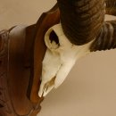 Mufflon (Ovis gmelini musimon) Widder Geweih Schädeltrophäe Hornlänge 59 cm auf Trophäenschild 82.1.124