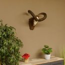 Mufflon (Ovis gmelini musimon) Widder Geweih Schädeltrophäe Hornlänge 59 cm auf Trophäenschild 82.1.124