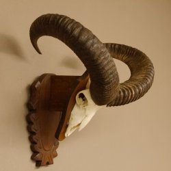 Mufflon (Ovis gmelini musimon) Widder Geweih Schädeltrophäe Hornlänge 59 cm auf Trophäenschild 82.1.124