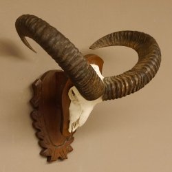 Mufflon (Ovis gmelini musimon) Widder Geweih Schädeltrophäe Hornlänge 59 cm auf Trophäenschild 82.1.124