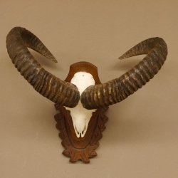 Mufflon (Ovis gmelini musimon) Widder Geweih Schädeltrophäe Hornlänge 59 cm auf Trophäenschild 82.1.124