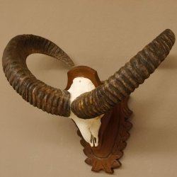 Mufflon (Ovis gmelini musimon) Widder Geweih Schädeltrophäe Hornlänge 59 cm auf Trophäenschild 82.1.124