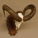 Mufflon (Ovis gmelini musimon) Widder Geweih Schädeltrophäe Hornlänge 57 cm auf Trophäenschild 82.1.125