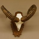 Mufflon (Ovis gmelini musimon) Widder Geweih Schädeltrophäe Hornlänge 57 cm auf Trophäenschild 82.1.125