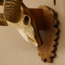 Mufflon (Ovis gmelini musimon) Widder Geweih Schädeltrophäe Hornlänge 57 cm auf Trophäenschild 82.1.125
