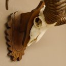 Mufflon (Ovis gmelini musimon) Widder Geweih Schädeltrophäe Hornlänge 57 cm auf Trophäenschild 82.1.125