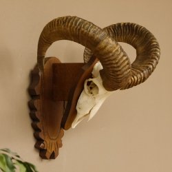 Mufflon (Ovis gmelini musimon) Widder Geweih Schädeltrophäe Hornlänge 57 cm auf Trophäenschild 82.1.125