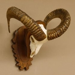 Mufflon (Ovis gmelini musimon) Widder Geweih Schädeltrophäe Hornlänge 57 cm auf Trophäenschild 82.1.125