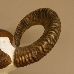 Mufflon (Ovis gmelini musimon) Widder Geweih Schädeltrophäe Hornlänge 57 cm auf Trophäenschild 82.1.125