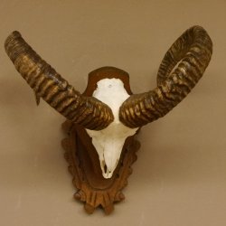 Mufflon (Ovis gmelini musimon) Widder Geweih Schädeltrophäe Hornlänge 57 cm auf Trophäenschild 82.1.125