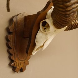 Mufflon (Ovis gmelini musimon) Widder Geweih Schädeltrophäe Hornlänge 57 cm auf Trophäenschild 82.1.125