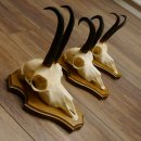 Gamsgeweihe 3 Stück Gamsen Bock Gemse Geweihe auf...