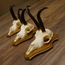 Gamsgeweihe 3 Stück Gamsen Bock Gemse Geweihe auf Trophäenschild SL 18,5 cm