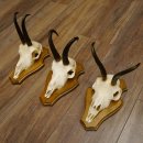 Gamsgeweihe 3 Stück Gamsen Bock Gemse Geweihe auf Trophäenschild SL 18,5 cm