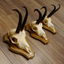 Gamsgeweihe 3 Stück Gamsen Bock Gemse Geweihe auf Trophäenschild SL 18,5 cm