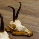Gamsgeweihe 3 Stück Gamsen Bock Gemse Geweihe auf Trophäenschild SL 18,5 cm