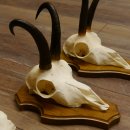 Gamsgeweihe 3 Stück Gamsen Bock Gemse Geweihe auf Trophäenschild SL 18,5 cm