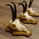 Gamsgeweihe 3 Stück Gamsen Bock Gemse Geweihe auf Trophäenschild SL 18,5 cm