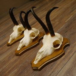 Gamsgeweihe 3 Stück Gamsen Bock Gemse Geweihe auf Trophäenschild SL 18,5 cm