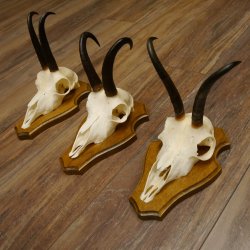 Gamsgeweihe 3 Stück Gamsen Bock Gemse Geweihe auf Trophäenschild SL 18,5 cm