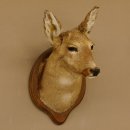 Reh Ricke weiblich Winterfell Rehbock Kopf Schulter Präparat Geweih Kopfpräparat Schild 85.11.105