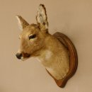 Reh Ricke weiblich Winterfell Rehbock Kopf Schulter Präparat Geweih Kopfpräparat Schild 85.11.105