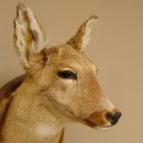 Reh Ricke weiblich Winterfell Rehbock Kopf Schulter Präparat Geweih Kopfpräparat Schild 85.11.105