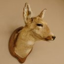 Reh Ricke weiblich Winterfell Rehbock Kopf Schulter Präparat Geweih Kopfpräparat Schild 85.11.105