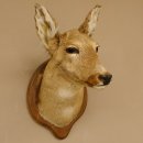 Reh Ricke weiblich Winterfell Rehbock Kopf Schulter Präparat Geweih Kopfpräparat Schild 85.11.105